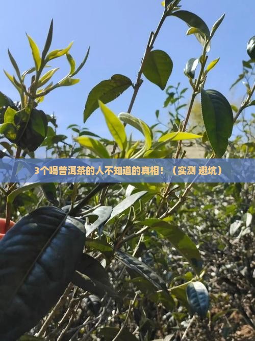 普洱茶也属于益生菌茶吧