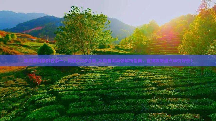 冰岛普洱茶排名第一