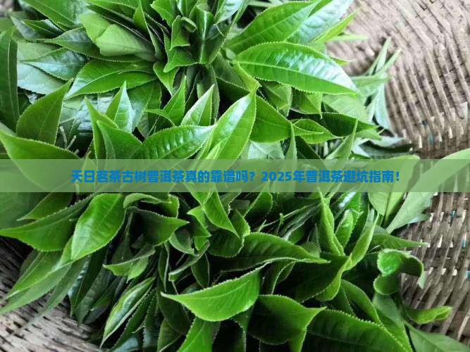天日茗茶古树普洱茶