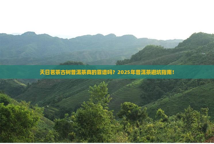 天日茗茶古树普洱茶