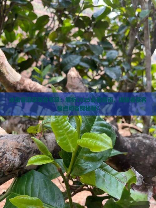 冰岛普洱茶荣誉等级