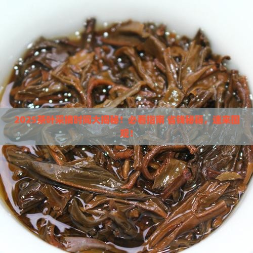 今年茶叶什么时候采摘
