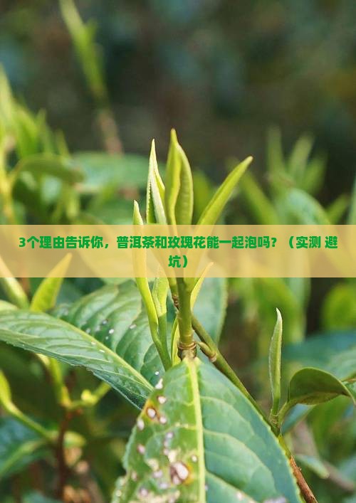 普洱茶和玫瑰花可以一起泡吗
