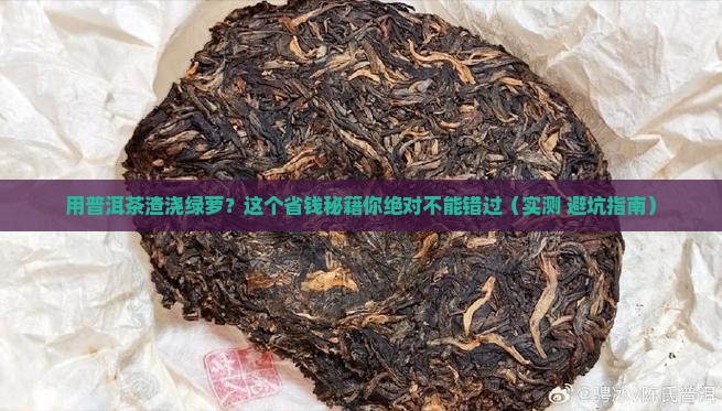 用普洱茶渣浇绿萝