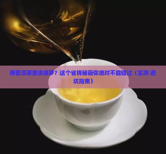 用普洱茶渣浇绿萝