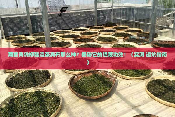 菊苣青钱柳酸流茶的作用