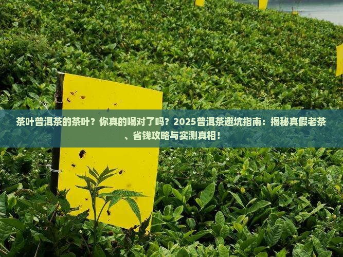 茶叶普洱茶的茶叶