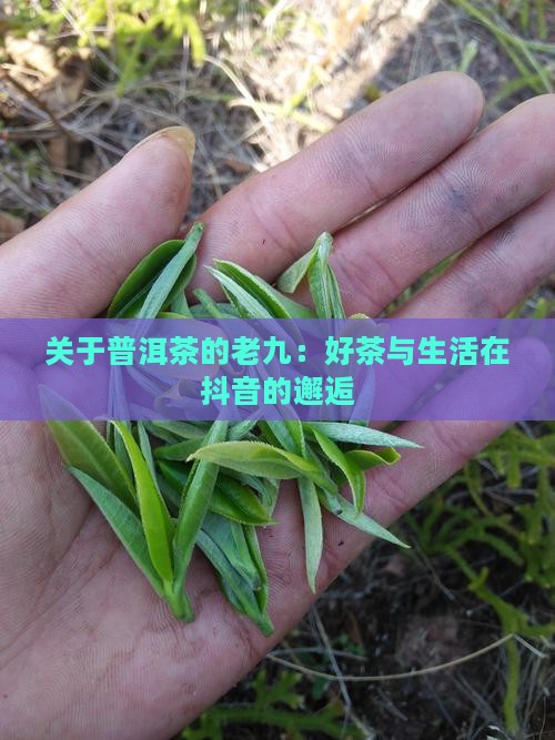 关于普洱茶的抖音