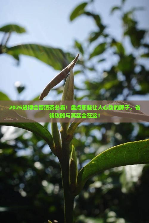 进博会普洱茶有哪些牌子