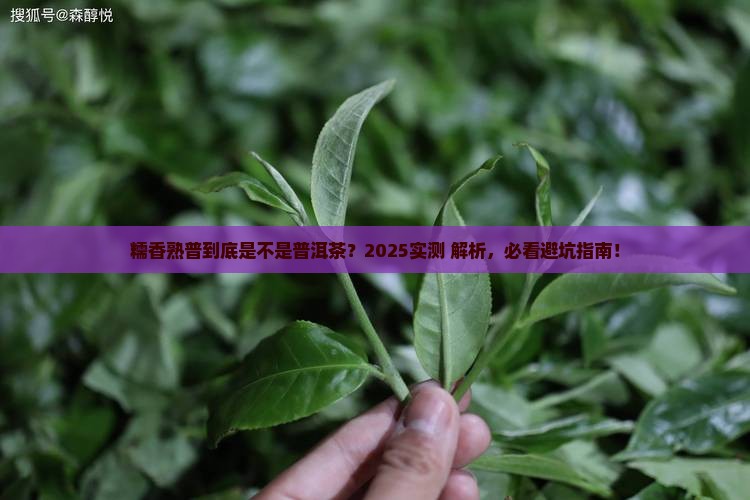糯香熟普是普洱茶吗