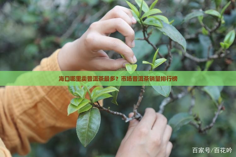 海口哪里卖普洱茶的最多