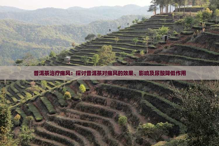 普洱茶治疗痛风