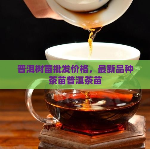 最新品种的普洱茶苗