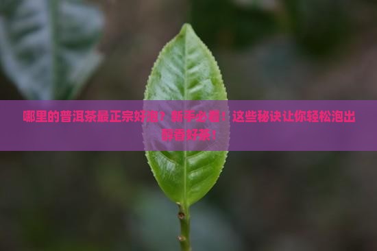 哪里的普洱茶最正宗好泡