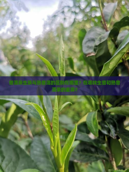 熟普洱和生普洱茶的区别在哪里