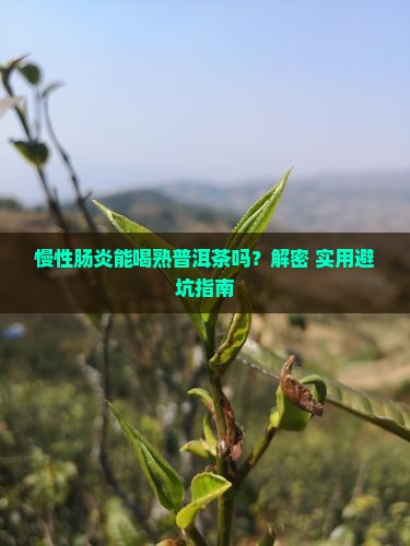 慢性肠炎能喝熟普洱茶吗