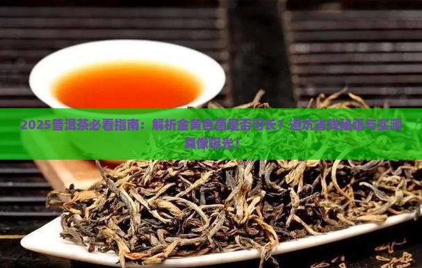 普洱茶可以长金黄色菌吗