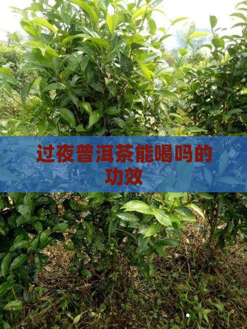 过夜普洱茶能喝吗的功效