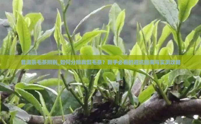 普洱茶毛茶辨别