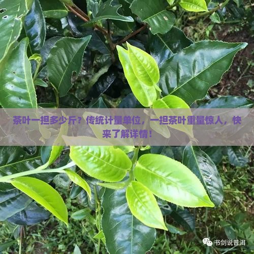 茶叶一担多少斤