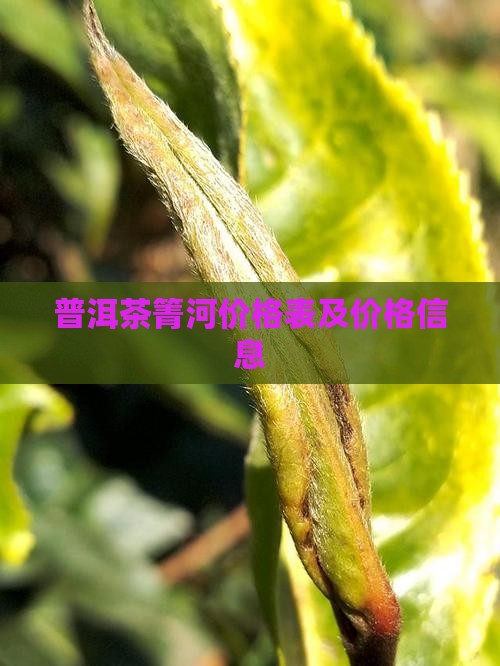 干箐河普洱茶价格表