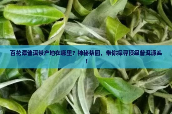 百花潭普洱茶产地在哪里