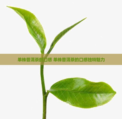 单株普洱茶的口感 单株普洱茶的口感