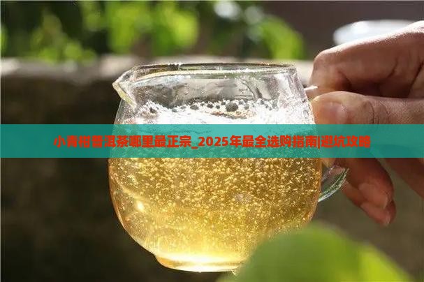 小青柑普洱茶哪里最正宗