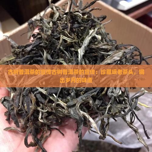 古树普洱茶的宣传