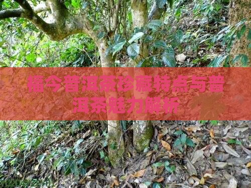 福今普洱茶特点
