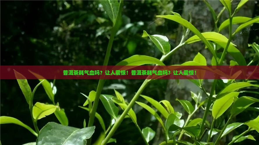 普洱茶耗气血吗