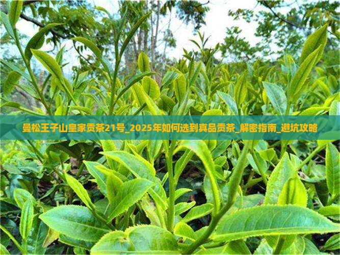 曼松王子山皇家贡茶21号