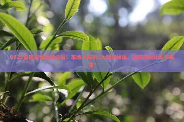 在重庆买普洱茶可以吗现在