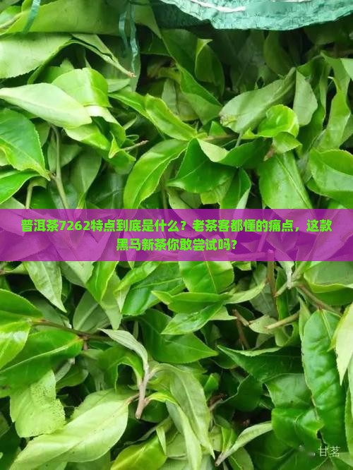 普洱茶7262特点