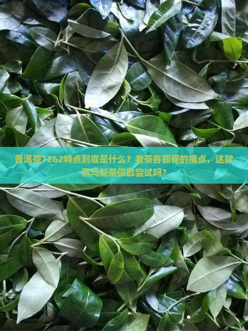 普洱茶7262特点