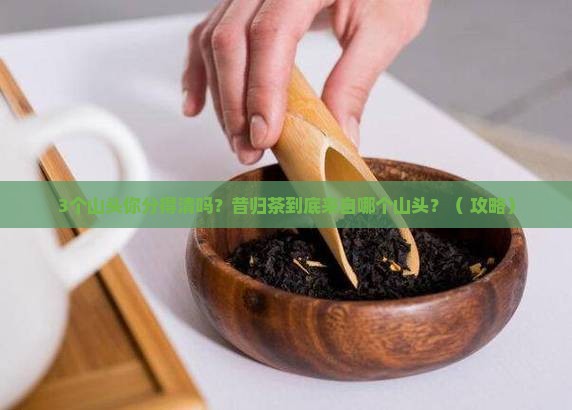 昔归茶是哪个山头的