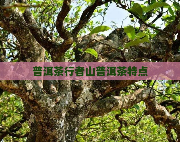 行者山普洱茶特点 行者山普洱茶特点