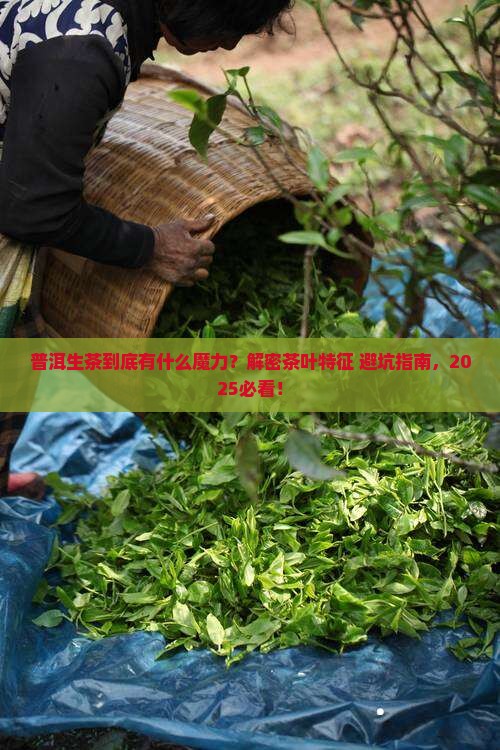 普洱生茶茶叶特征