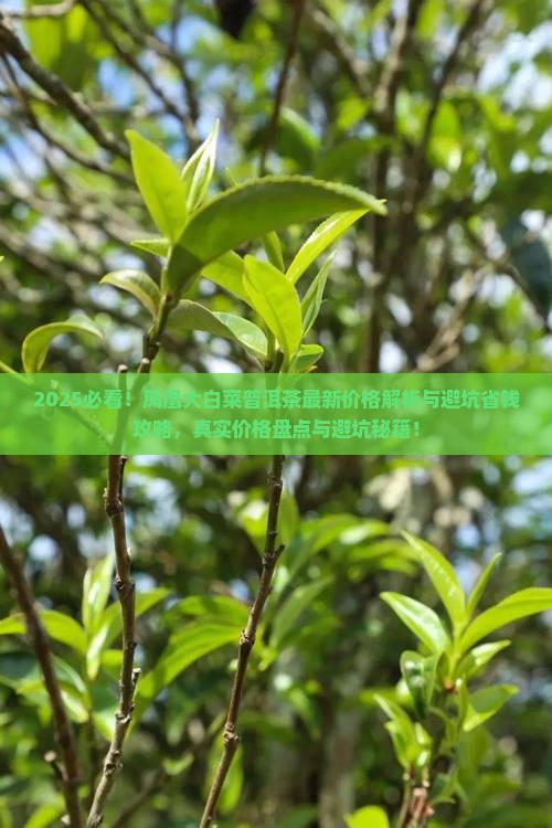 凤凰大白菜普洱茶最新价格