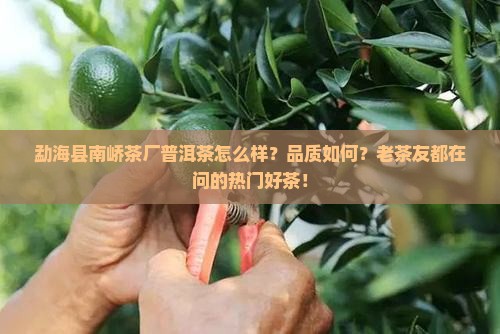 勐海县南峤茶厂普洱茶怎么样