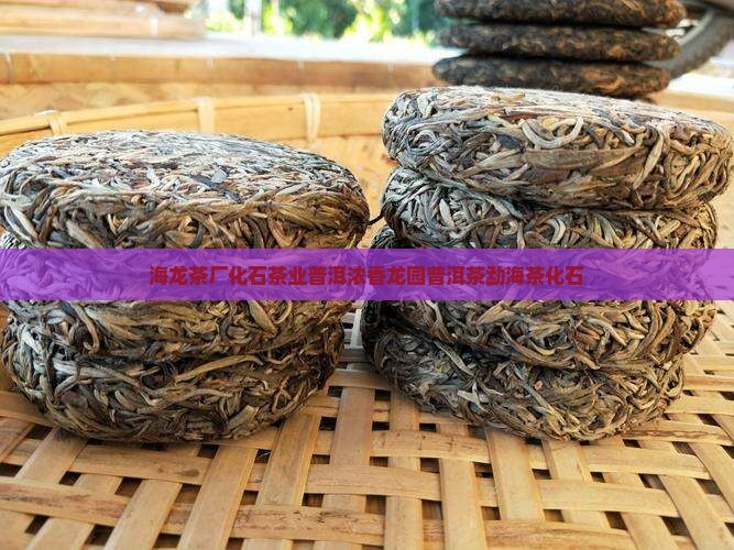 云南勐海龙园茶厂茶化石