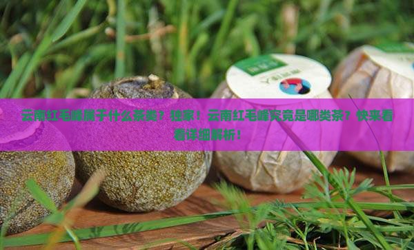 云南红毛峰属于什么茶类