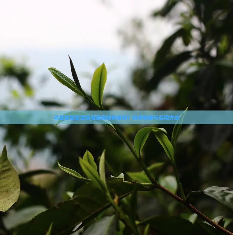 乌龙茶和普洱茶减脂