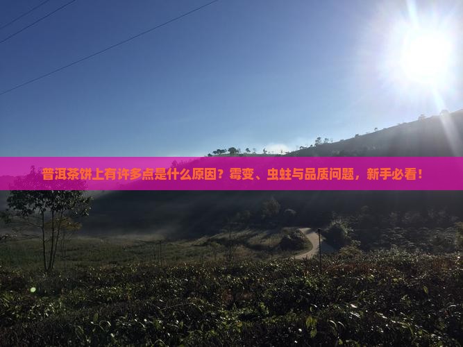 普洱茶饼上有许多点是什么