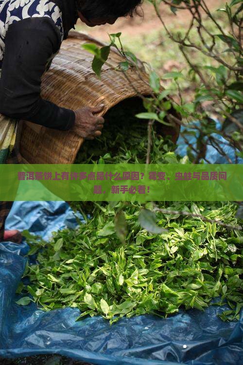 普洱茶饼上有许多点是什么