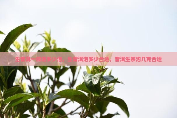 生普洱一般泡多少泡