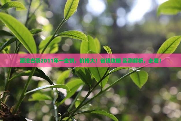 澜沧古茶2011年一金饼价格