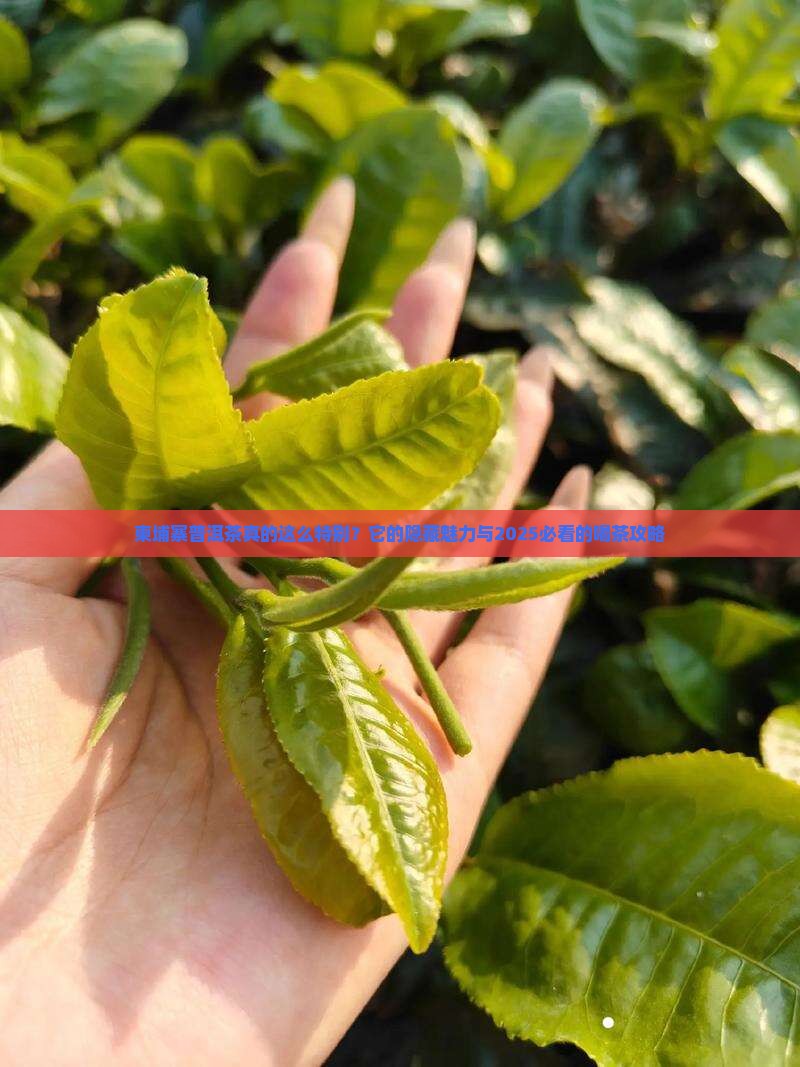 柬埔寨普洱茶的特点