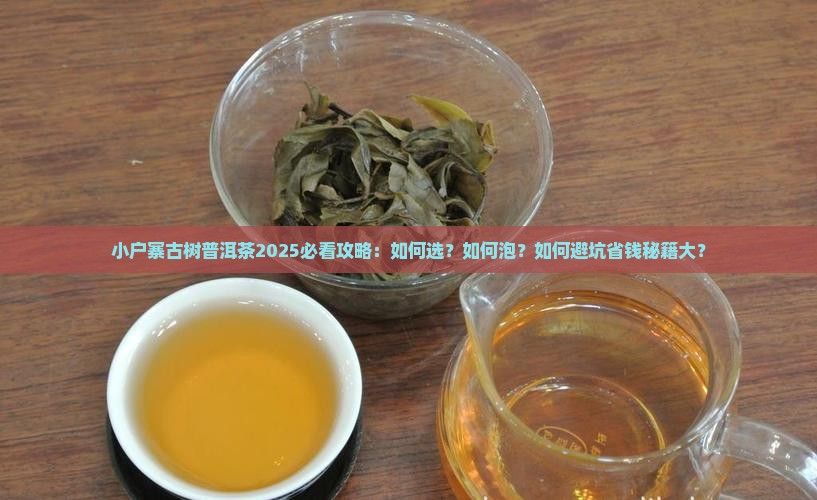小户寨古树普洱茶