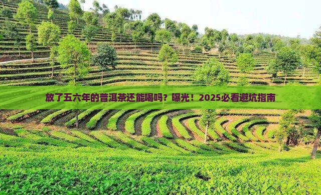 放了五六年的普洱茶还能用吗